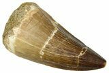 Fossil Mosasaur (Thalassotitan) Tooth - Morocco #374603-1